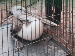 Под Астраханью спасли краснокнижного кудрявого пеликана