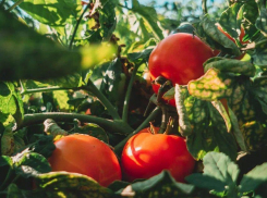 Астраханские томаты заняли почти весь рынок страны