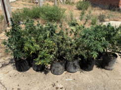 Астраханец создал конопляный сад в своем гараже