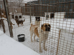 Астраханский «Экоприют» перечислял за аренду многомиллионные суммы однофамилице депутата Невлюдова