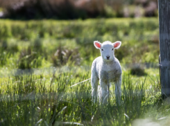 Полицейские предложили астраханцу свободу в обмен на животных