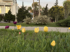 В Астраханской области ищут рабочих зеленого хозяйства