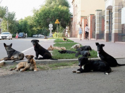 В Астрахани выявлен очередной очаг бешенства