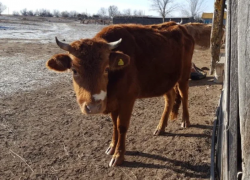 В Астраханской области будут отлавливать гуляющих без надзора коров