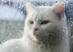 В Астрахань придут похолодание и дожди