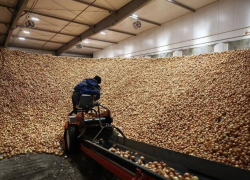 Астраханская область поставила несколько рекордов в сельском хозяйстве