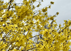 Астраханцев ожидает теплая, но дождливая неделя