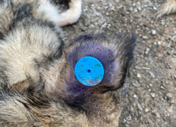 Неожиданный поворот: экспертиза показала от чего погибли 60 собак под Астраханью