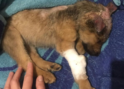 Облила Шуманитом: ассоциация Зооправо взялась за астраханку, покалечившую щенка