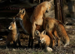 В астраханском поселке замечена лиса с тремя лисятами