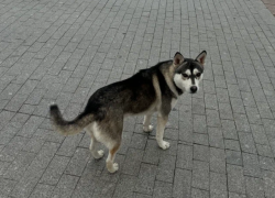 Астраханцев оштрафовали почти на 900 тысяч рублей за неправильный выгул собак