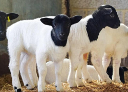 Астраханский скот уже с марта начнут татуировать