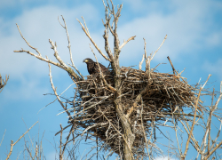 В Астраханской области начался птицепад: что делать со слетками