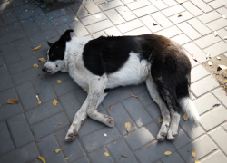 31-летний астраханец изнасиловал собаку и выбросил её из окна