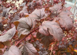 Стайки саранчи выбрали Астраханскую область для зимовки