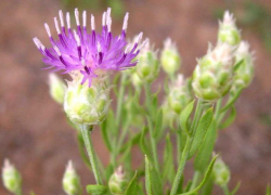 В Володарском районе Астраханской области разрослось карантинное растение