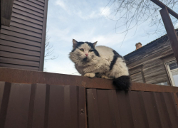 Погода, праздники, именины в воскресенье 25 февраля 