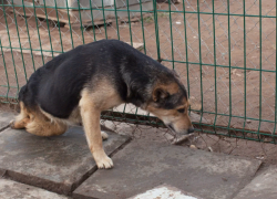 В отношении астраханского «Экоприюта» могут возбудить уголовное дело по просьбе службы ветеринарии