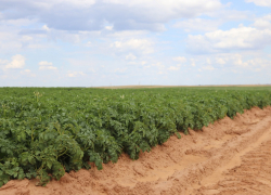 В Астраханской области из картофеля будут делать чипсы и фри