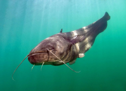 Подводного хищника размером с человека поймали в Астраханской области