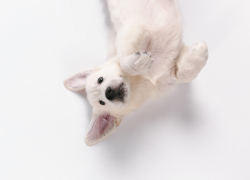 В Астрахани фирма попала в реестр недобросовестных поставщиков за то, что не ловила собак