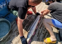 Ученые рассказали о запасах очень редких рыб в Астраханской области