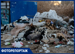 Грязные реалии Астрахани: трип по мусорным площадкам 