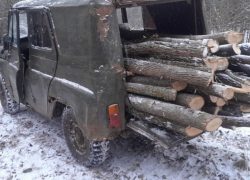 Астраханец с бензопилой нанес ущерб лесному фонду