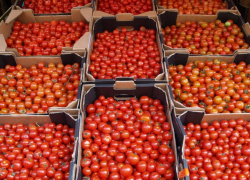 В Астраханской области на продуктовом складе выявили карантинный объект 