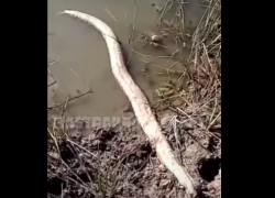 В Астраханской области нашли огромную змею 