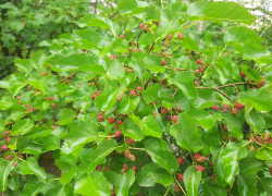 Прогноз погоды, именины, праздники в Астрахани в четверг 8 июня