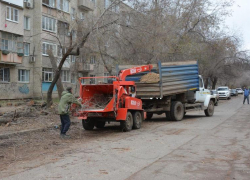 Астраханские коммунальщики приступили к опиловке деревьев на Ахшарумова
