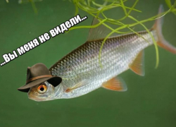 В Астраханской области на юго-востоке дельты заметили первую воблу