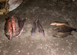 Астраханский суд приговорил браконьера к исправительным работам