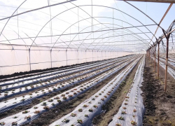 Под Астраханью готовятся массово высаживать рассаду овощей