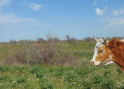 В Астраханской области огромные быки и упитанные коровы дают потомство