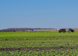 Под Астраханью могут открыть новое производство из овощей