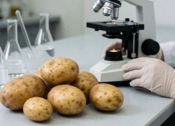 В астраханском картофеле нашли хлорпрофам