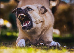 Астраханские депутаты активно выступили за усыпление агрессивных собак