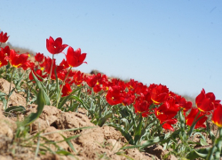 В Астраханской области скоро зацветут краснокнижные тюльпаны