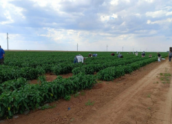 Руслан Пашаев: Астраханская область – донор России по поставке овощей