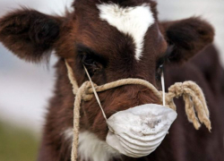 Ветеринары опровергли информацию о вспышке ящура в Астраханской области