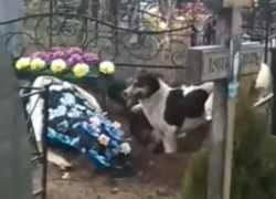 Бродячие собаки, раскапывающие могилы на кладбище, оказались саратовскими