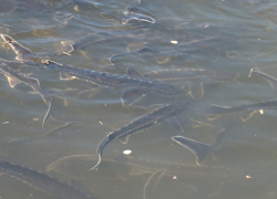 В астраханском поселке Оранжереи появится осетровая ферма