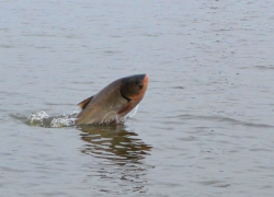 Взятка астраханскому полицейскому обернулась для браконьера 18-кратным штрафом