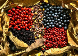 В ноябре в Астрахани появились одни из самых полезных плодов