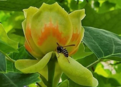 В Астрахань добрались деревья из Северной Америки 