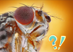 Надоедливую астраханскую мошку можно пустить на котлеты