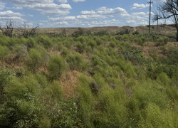 В Астраханской области зацвели огненные очень редкие цветы