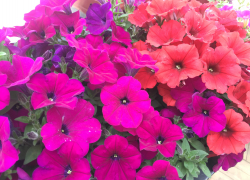 Прогноз погоды, именины, праздники в Астрахани в воскресенье 28 мая